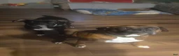 Boxer dogs for sale: Boxer 1 - Ad 4