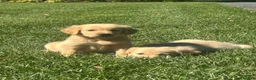 Golden Retriever dogs for sale: Susie - Ad 5