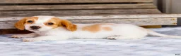 Miniature Dachshund dogs for sale: Charlotte - Ad 7