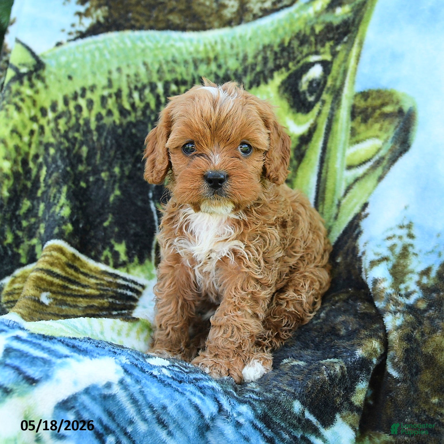Cavapoo dogs Matt  - Ad 2