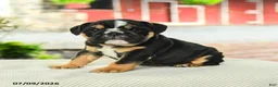 English Bulldog dogs for sale: Valen  - Ad 3