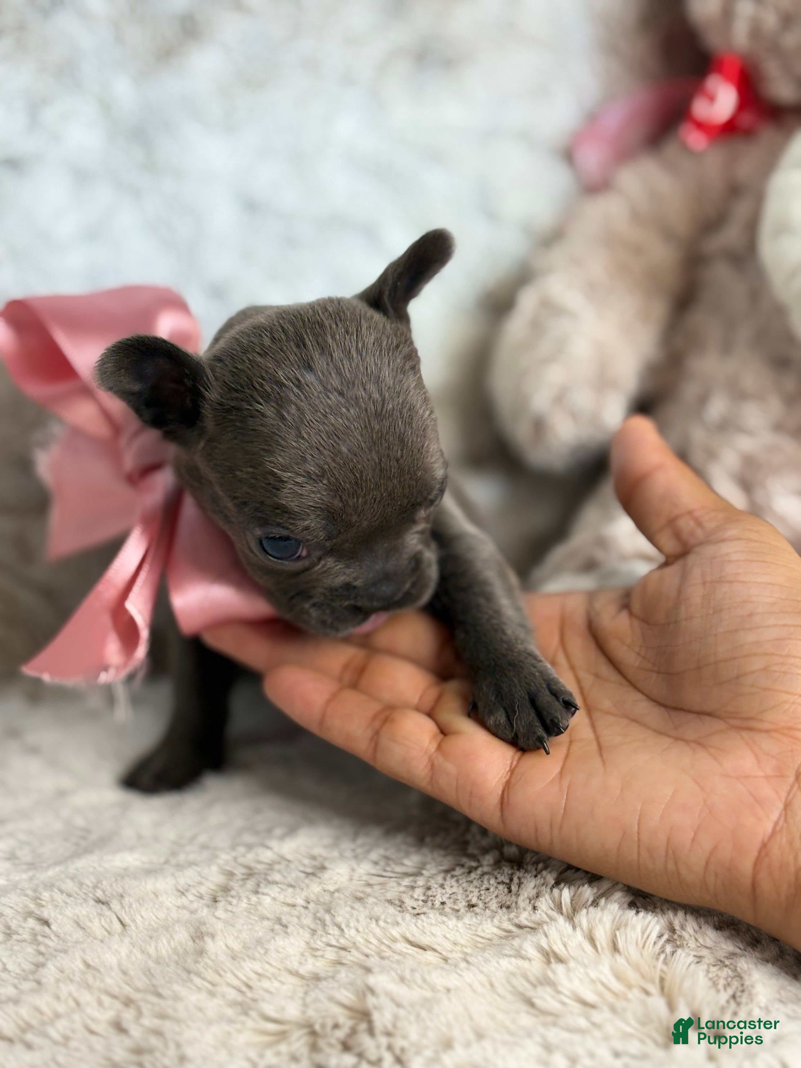 French Bulldog dogs Charlotte - Ad 2