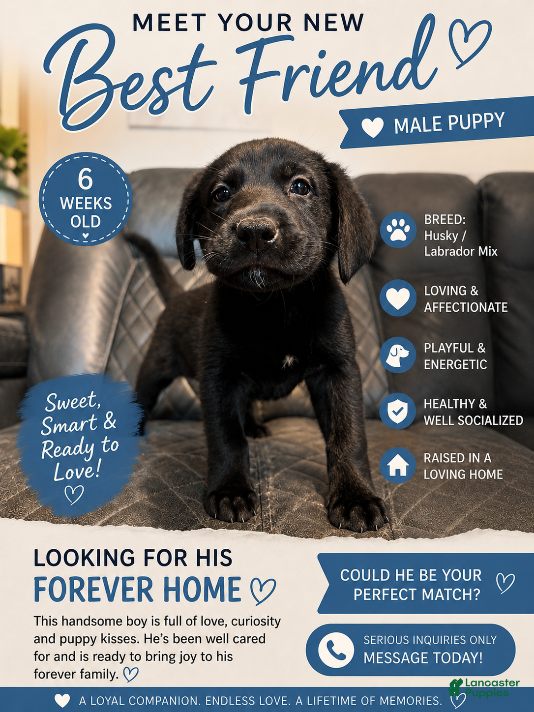 Mixed Breed dogs Bandit - Ad 3