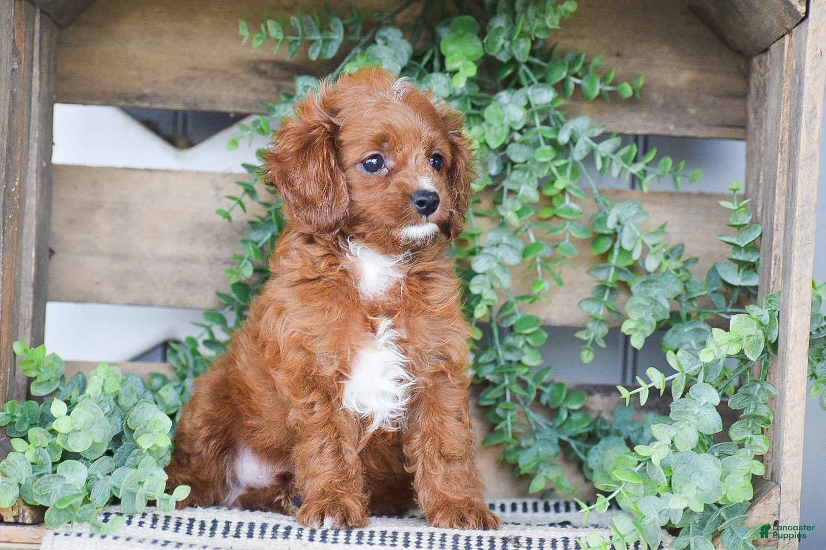 Cavapoo dogs Duke - Ad 2