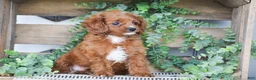 Cavapoo dogs for sale: Duke - Ad 2