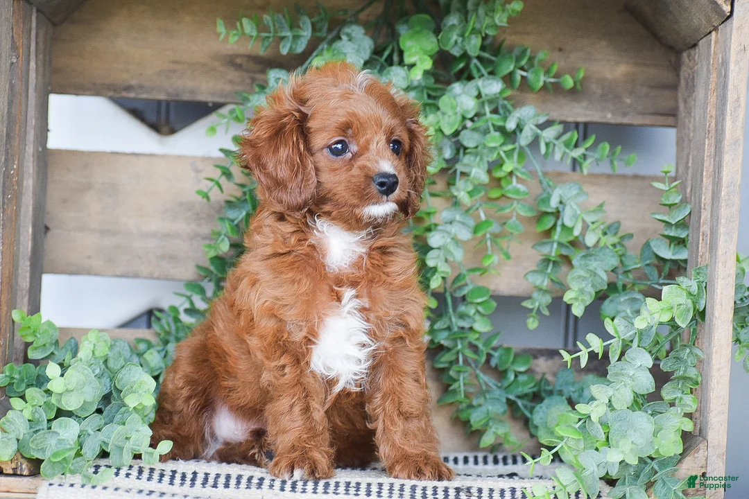 Cavapoo dogs for sale: Duke - Ad 2
