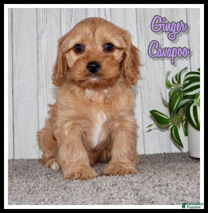 Cavapoo dogs Ginger - Ad 37