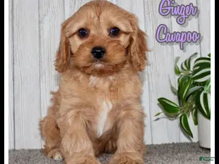Cavapoo dogs Ginger - Ad 37