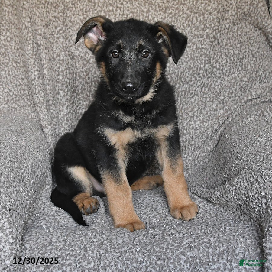 German Shepherd dogs Saber - Ad 30