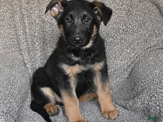 German Shepherd dogs Saber - Ad 30