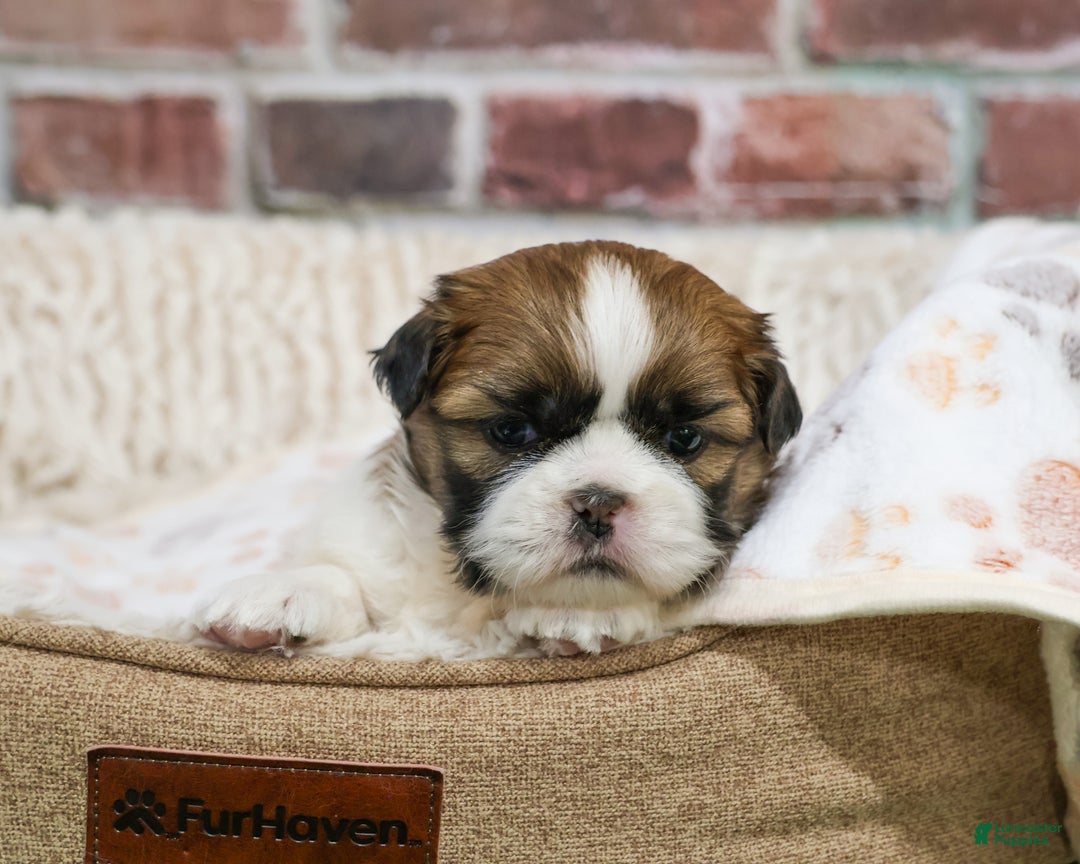 Shih Tzu dogs for sale: John - Ad 1