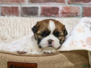 Shih Tzu dogs John - Ad 33