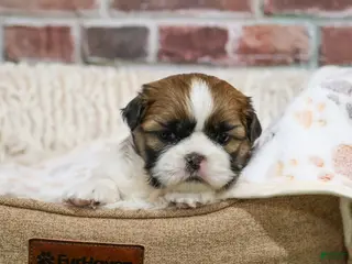 Shih Tzu dogs John - Ad 28