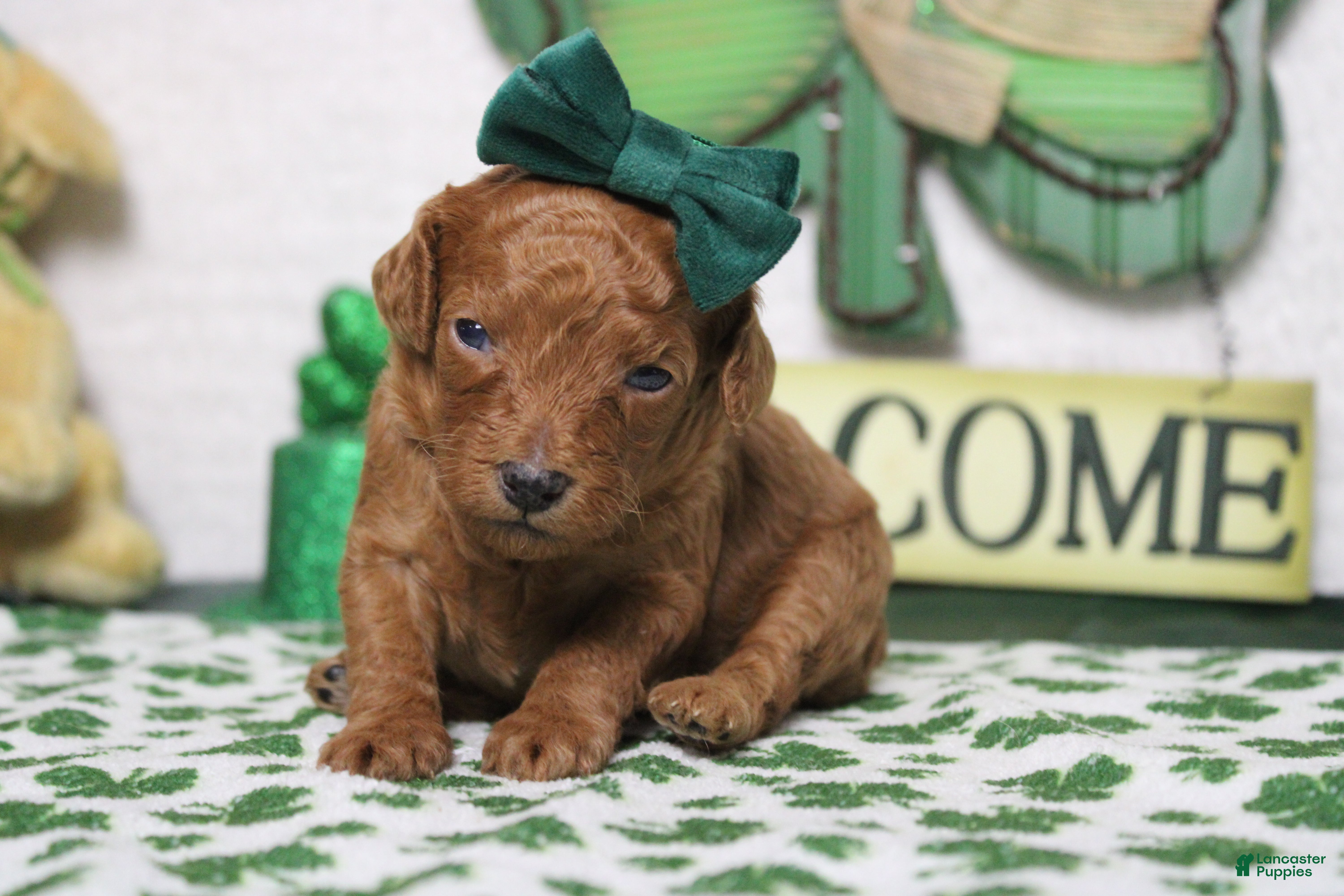 Miniature Poodle dogs Katie  - Ad 17