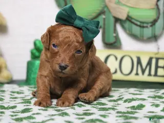 Miniature Poodle dogs Katie - Ad 17