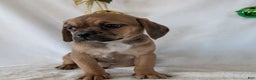 Puggle dogs for sale: Buddy  - Ad 3