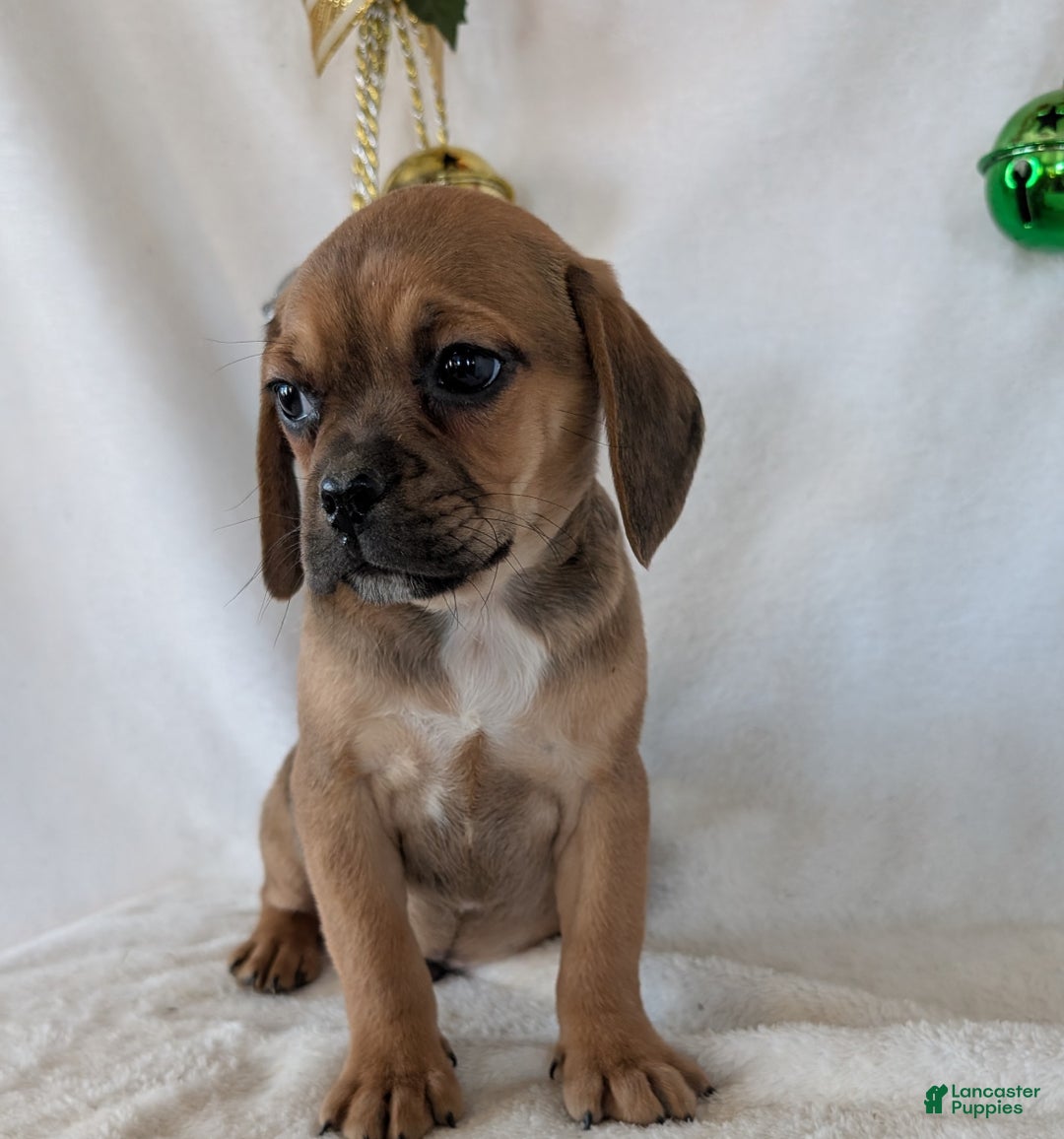 Puggle dogs for sale: Buddy  - Ad 3