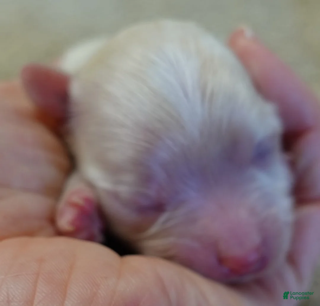 Maltipoo dogs for sale: Bullet - Ad 7