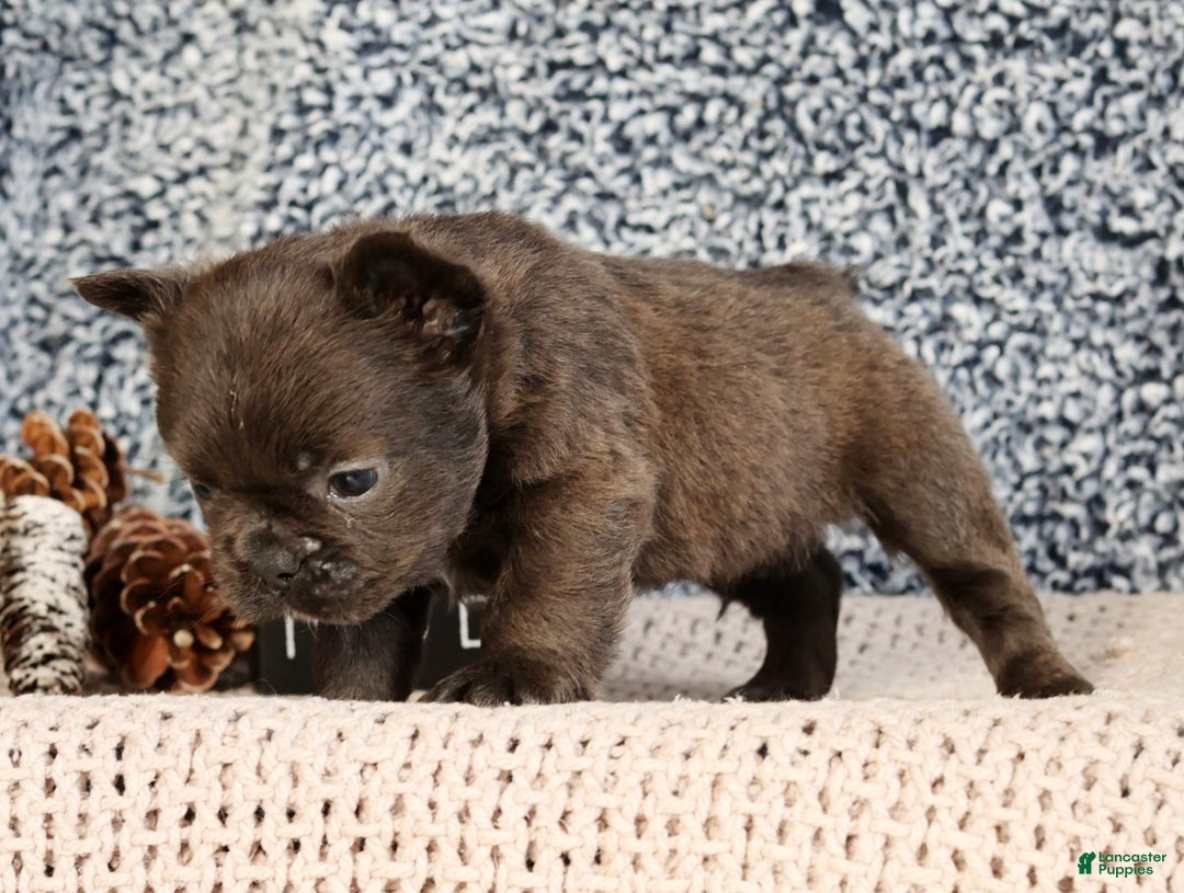 French Bulldog dogs for sale: Hank - Ad 8