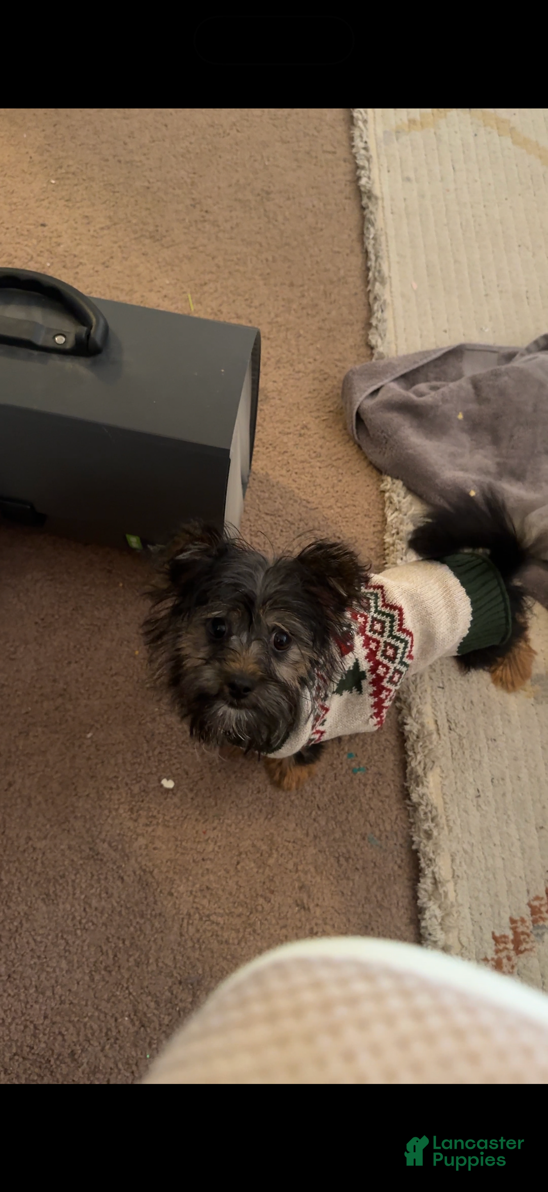 Yorkiepoo dogs for sale: Teddy - Ad 4