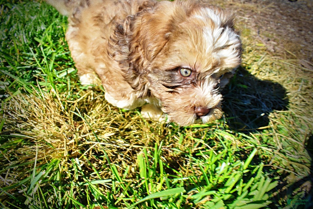 Havapoo dogs for sale: Jasper - Ad 7