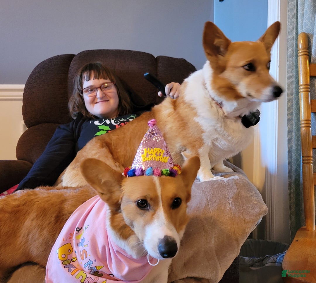 Gallery Image {{count}}