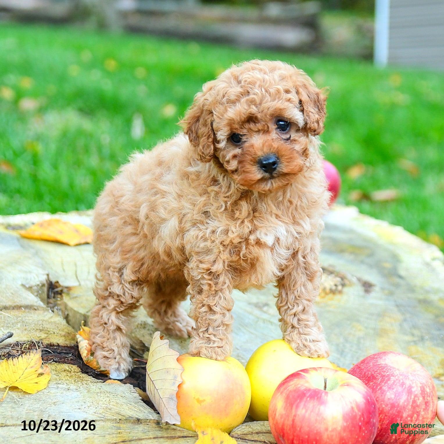 Toy Poodle dogs for sale: Blossom - Ad 1