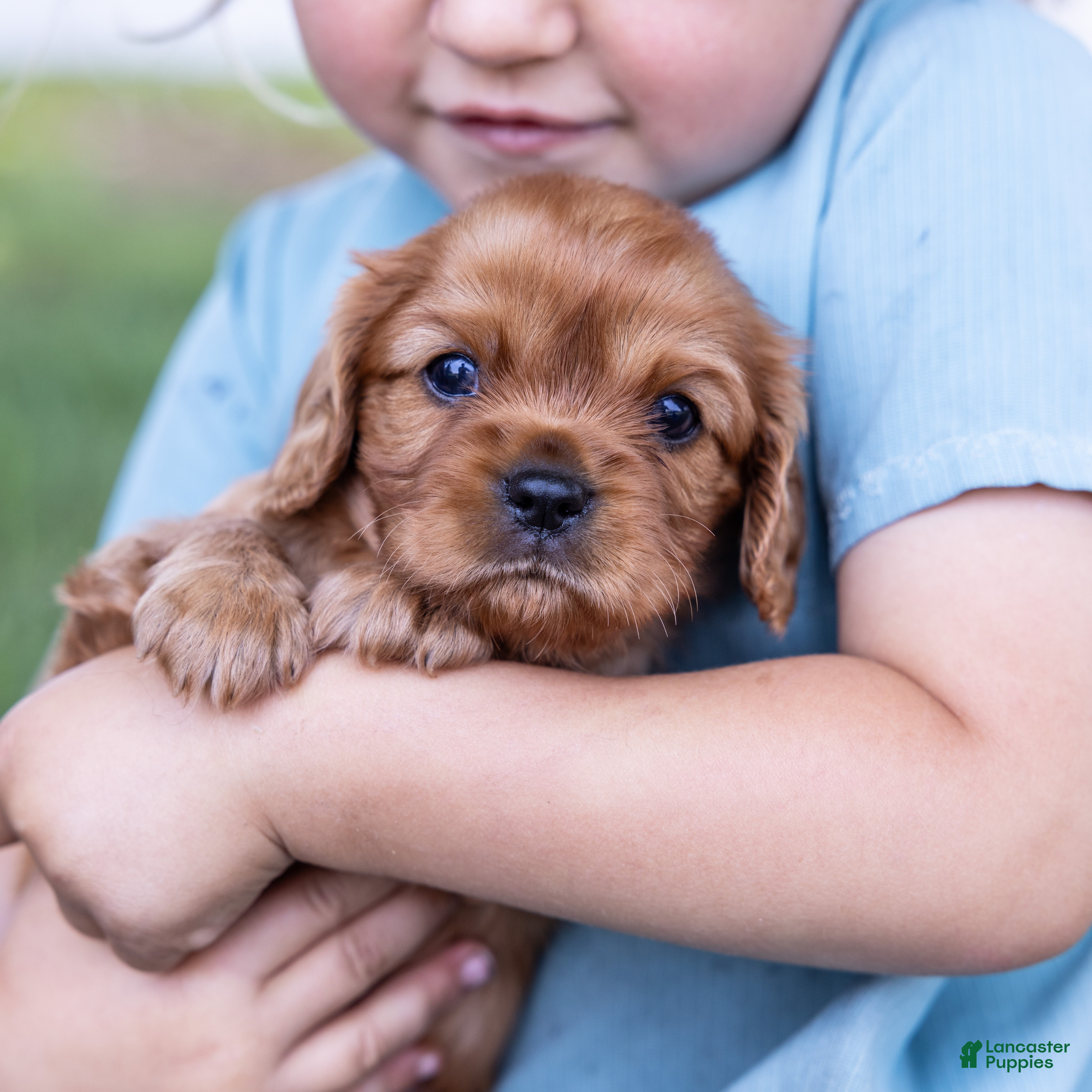 Cavalier King Charles Spaniel dogs Porky - Ad 1