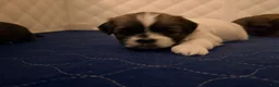 Shih Tzu dogs for sale: Shih Tzu 4 - Ad 2