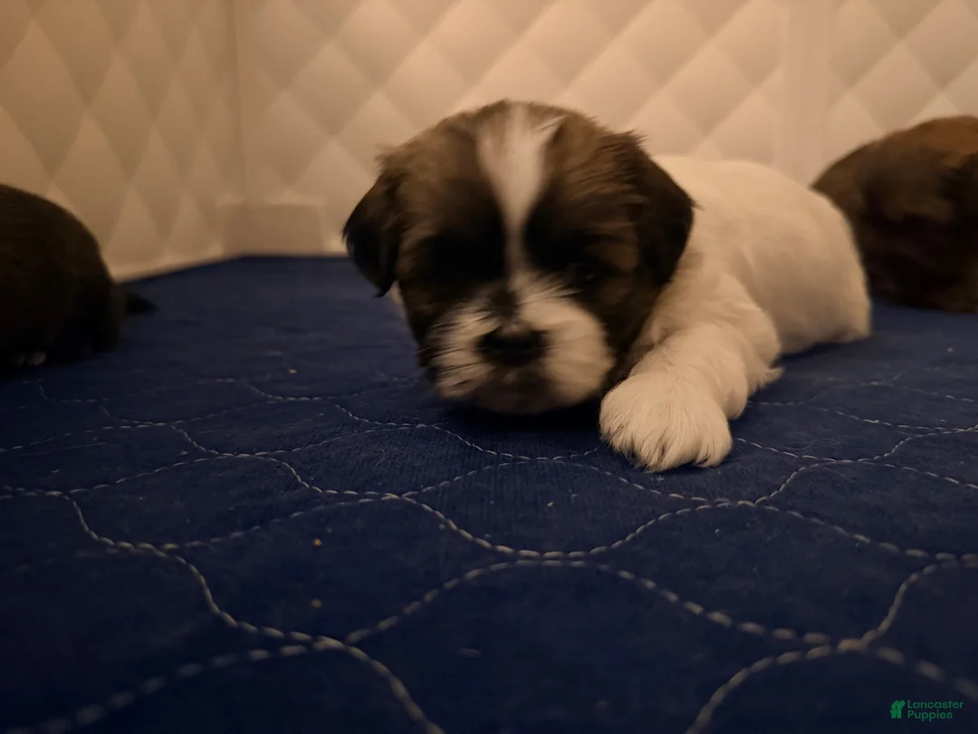 Shih Tzu dogs for sale: Shih Tzu 4 - Ad 2