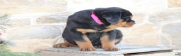 Rottweiler dogs for sale: Hazel - Ad 2
