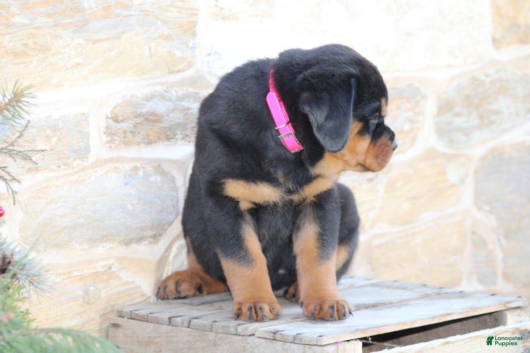 Rottweiler dogs for sale: Hazel - Ad 2