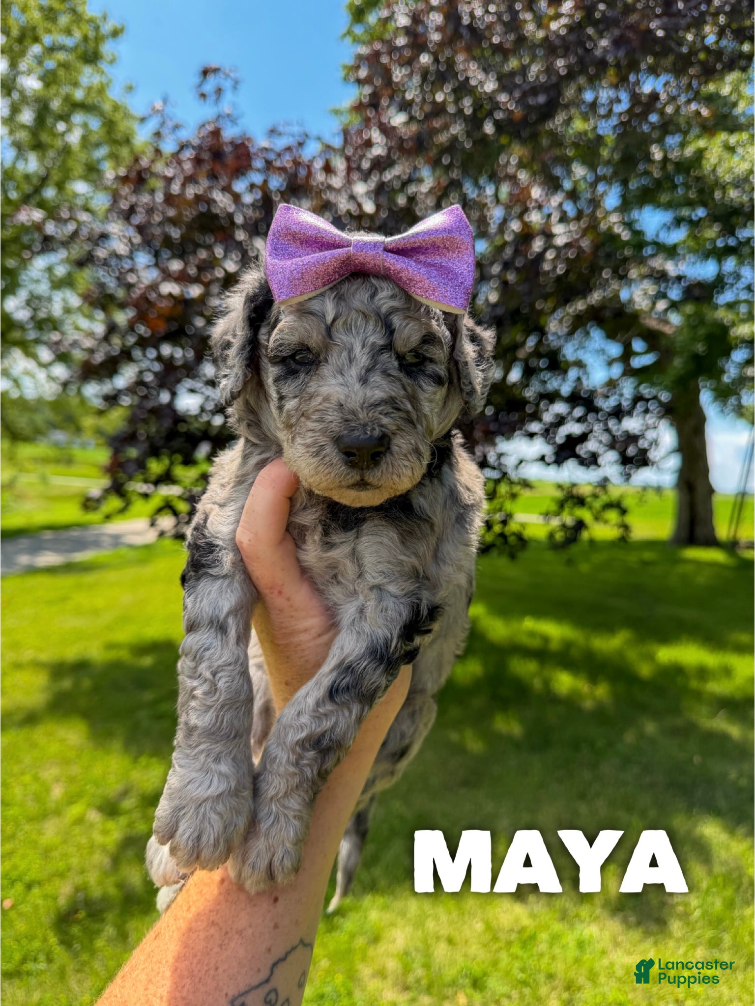 Goldendoodle dogs Maya - F1b - Ad 2