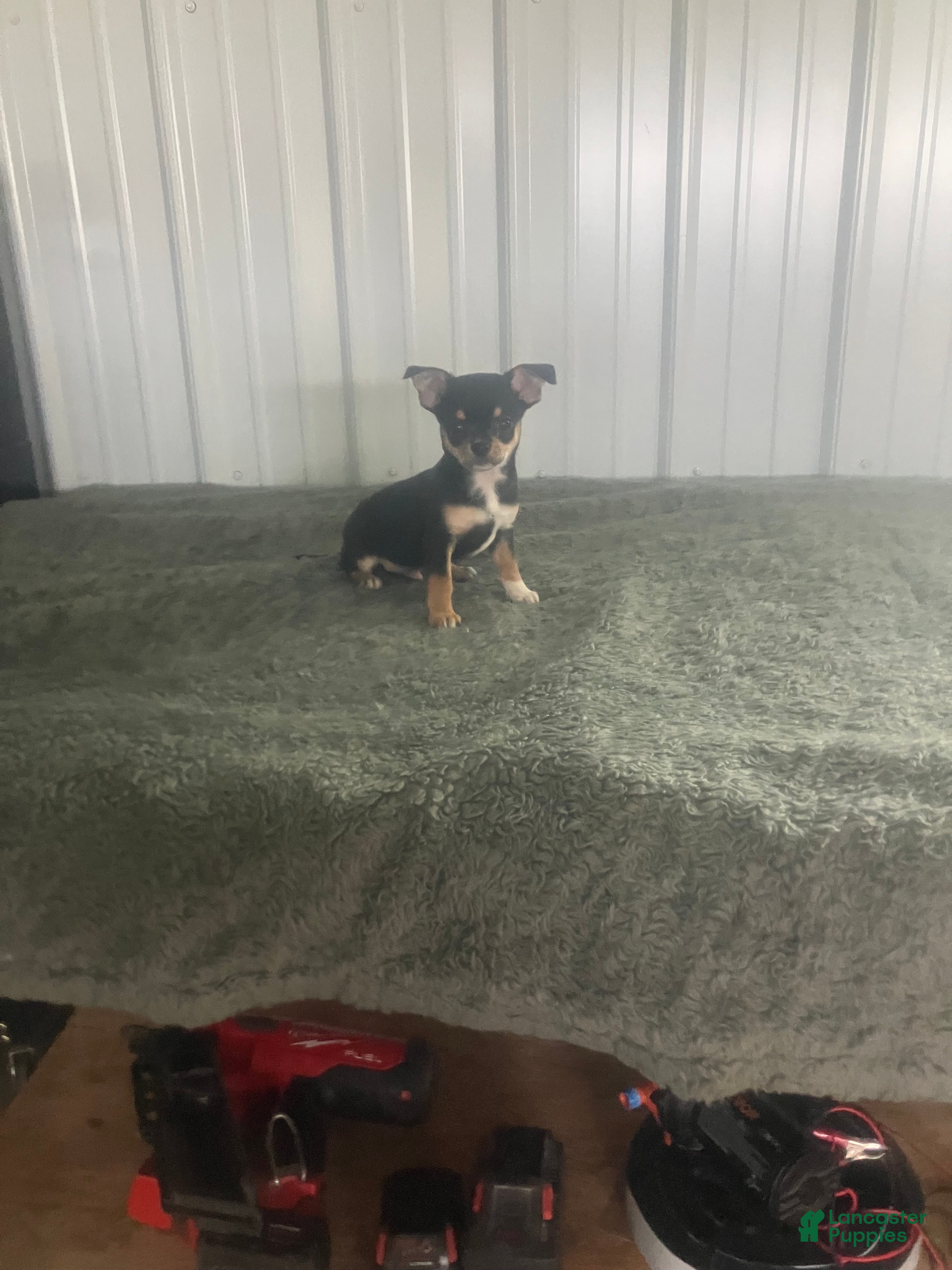 Chihuahua dogs Akc Jake - Ad 26