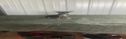 Chihuahua dogs for sale: Akc Jake - Ad 1