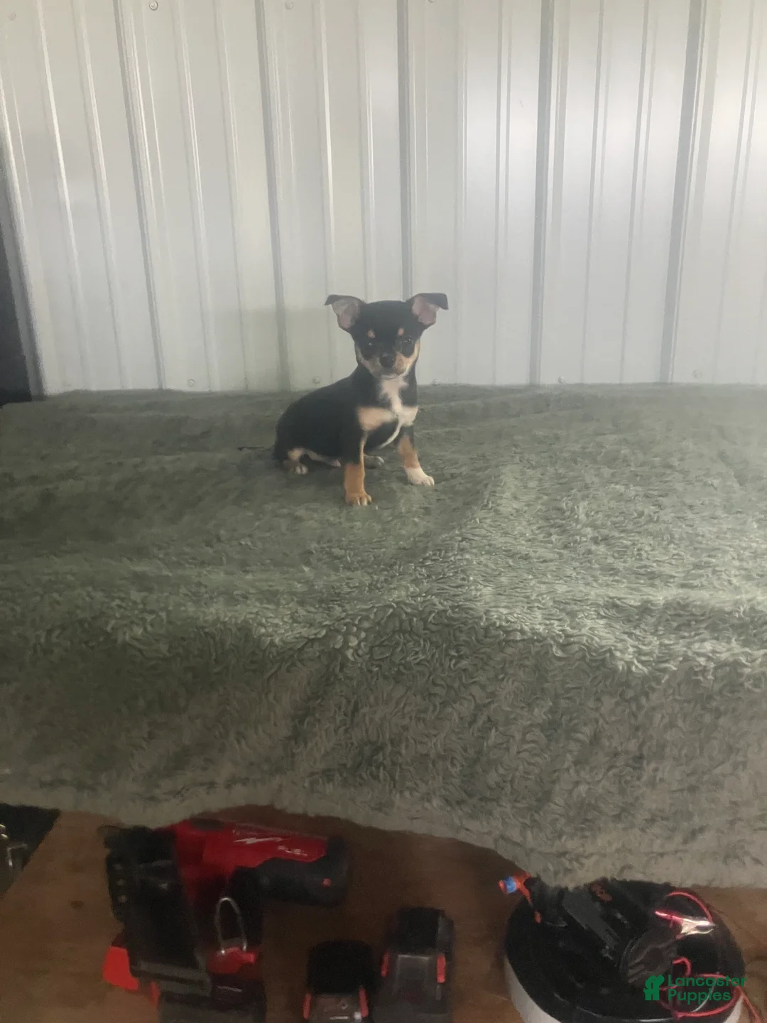 Chihuahua dogs for sale: Akc Jake - Ad 1