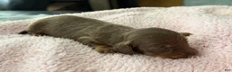 Miniature Dachshund dogs for sale: Champion bred long coat girl - Ad 2