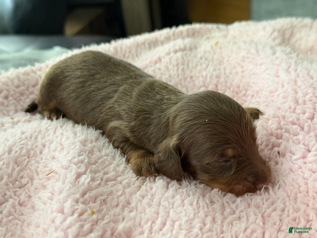 Miniature Dachshund dogs for sale: Champion bred long coat girl - Ad 2