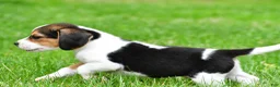 Beagle dogs for sale: Jackson - Ad 4