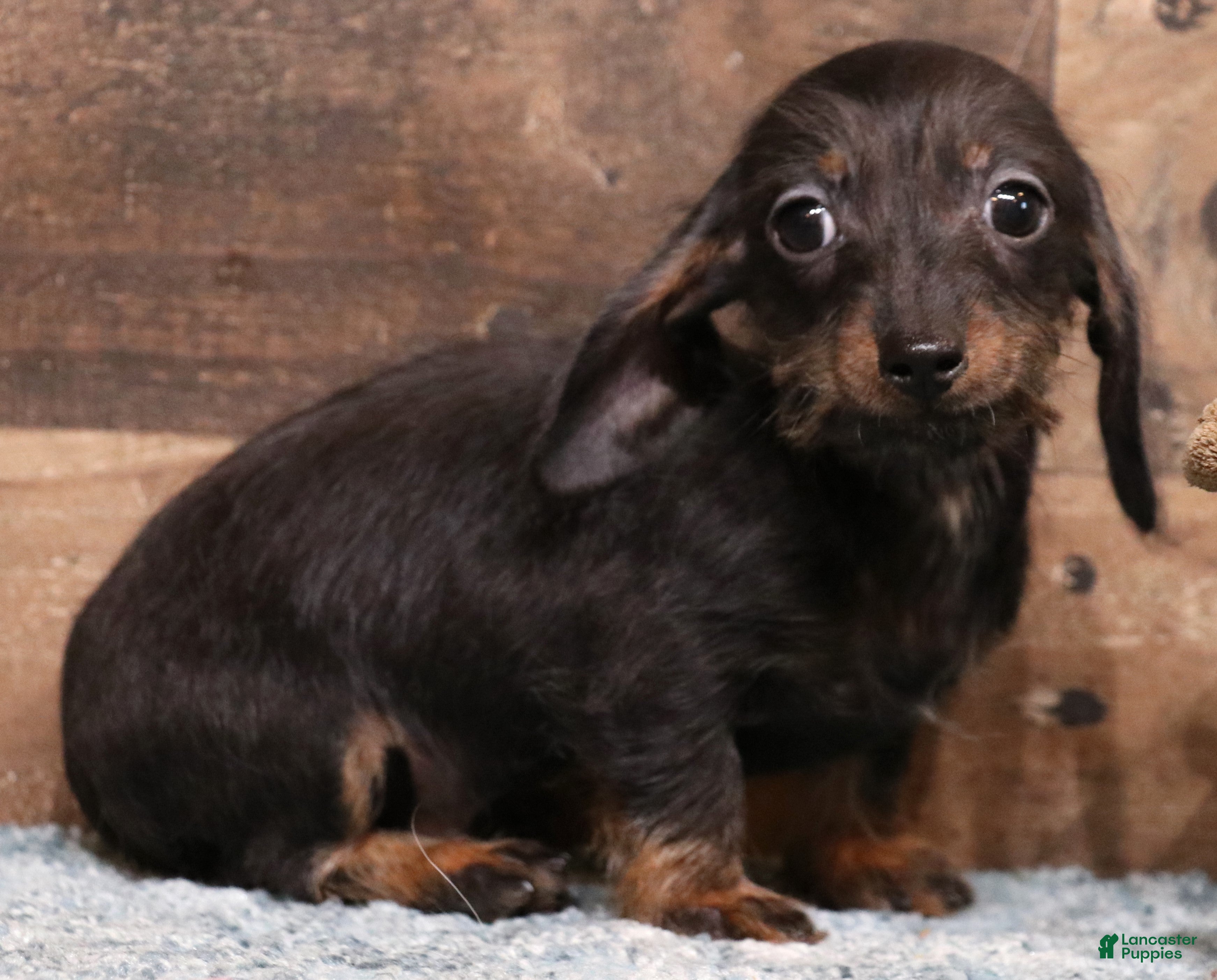 Miniature Dachshund dogs Byron black/tan wirehair male - Ad 3