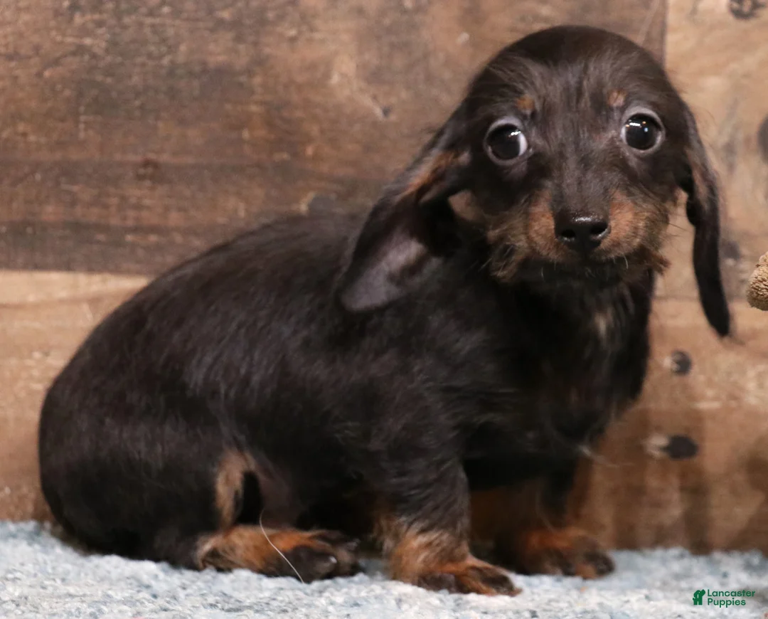 Miniature Dachshund dogs for sale: Byron black/tan wirehair male - Ad 1