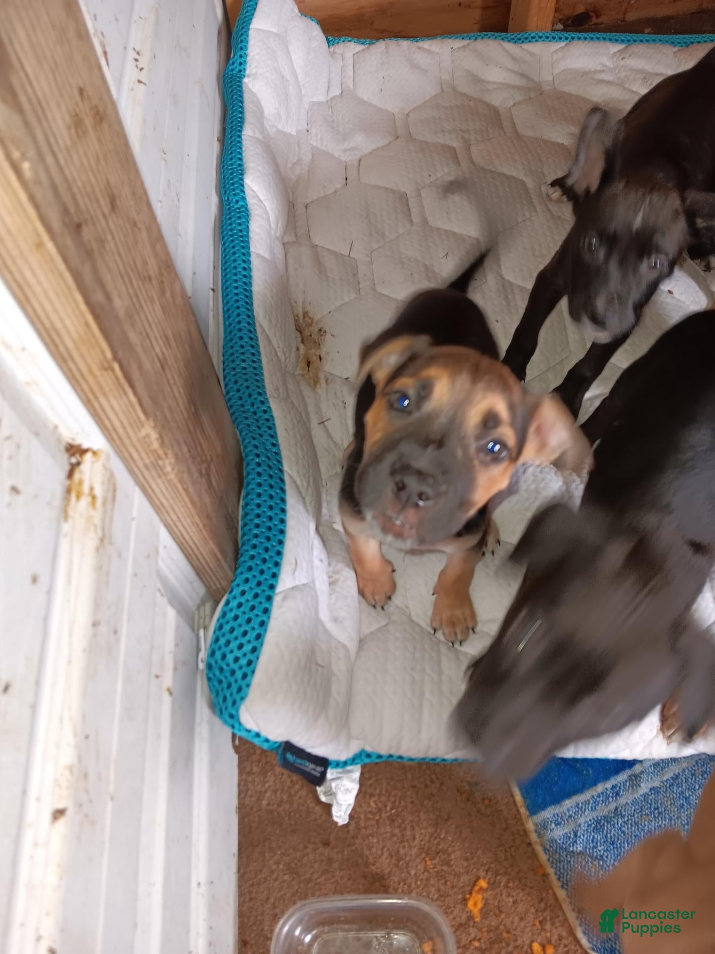 Mixed Breed dogs Mixed Breed 2 - Ad 21