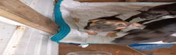 Mixed Breed dogs for sale: Mixed Breed 2 - Ad 1