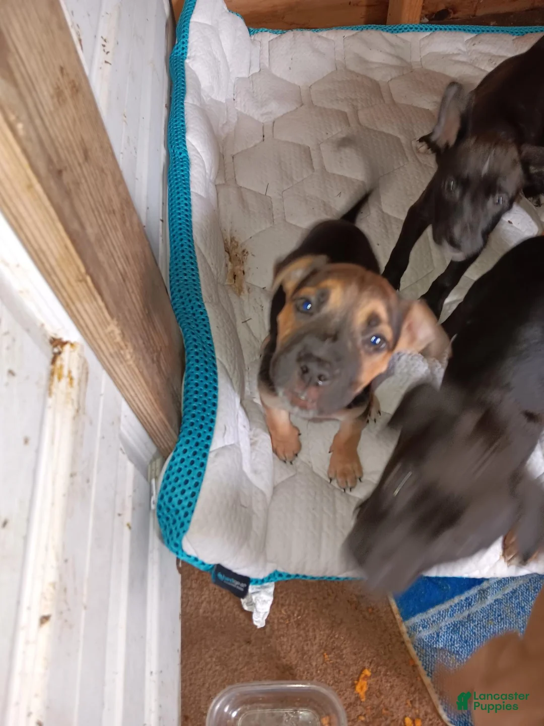 Mixed Breed dogs for sale: Mixed Breed 2 - Ad 1