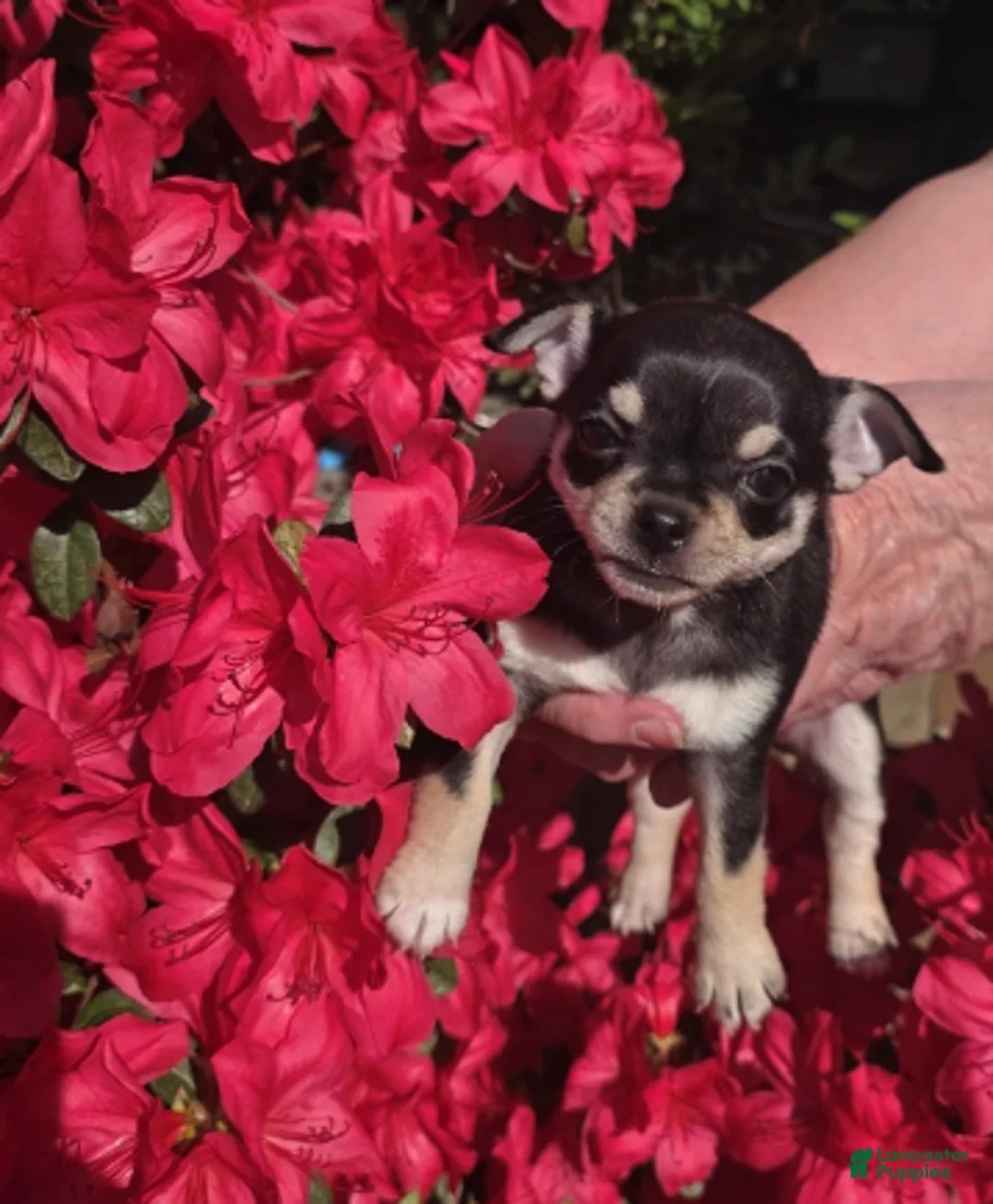 Chihuahua dogs for sale: Chihuahua Puppy 1 - Ad 1
