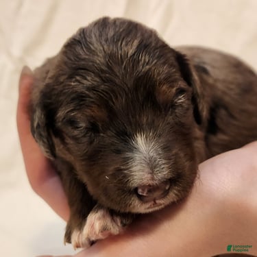 Mini Aussiedoodle dogs for sale: Misty Female Blue Merle - Ad 9