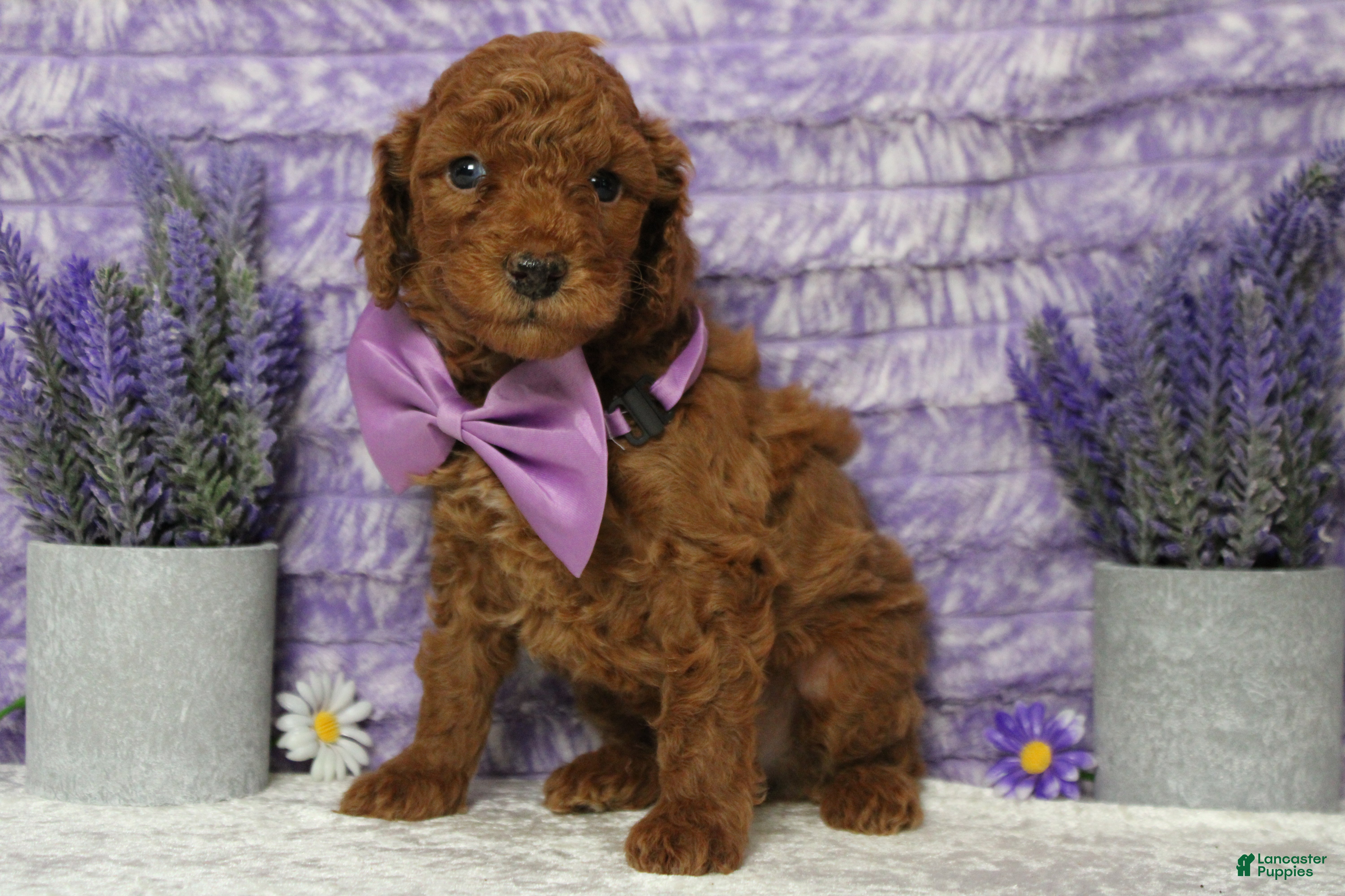 Mixed Breed dogs Tangelo - Ad 25