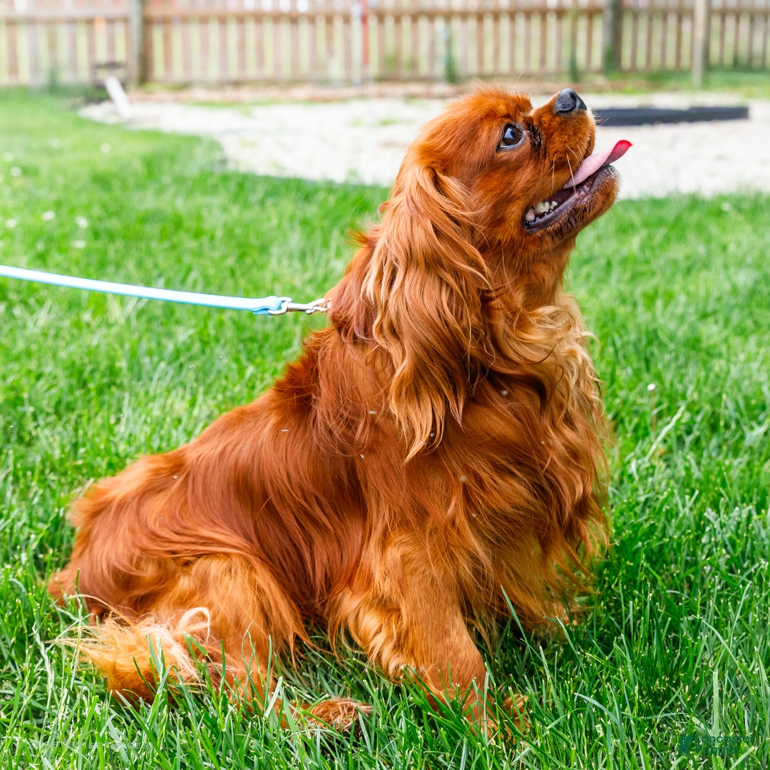 Cavalier King Charles Spaniel dogs for sale: Oliver - Ad 16