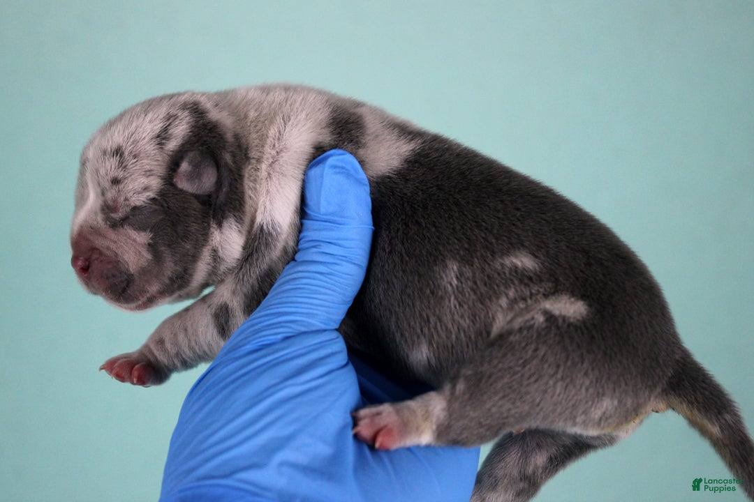 American Bully dogs for sale: Blue Merle Male - Ad 4