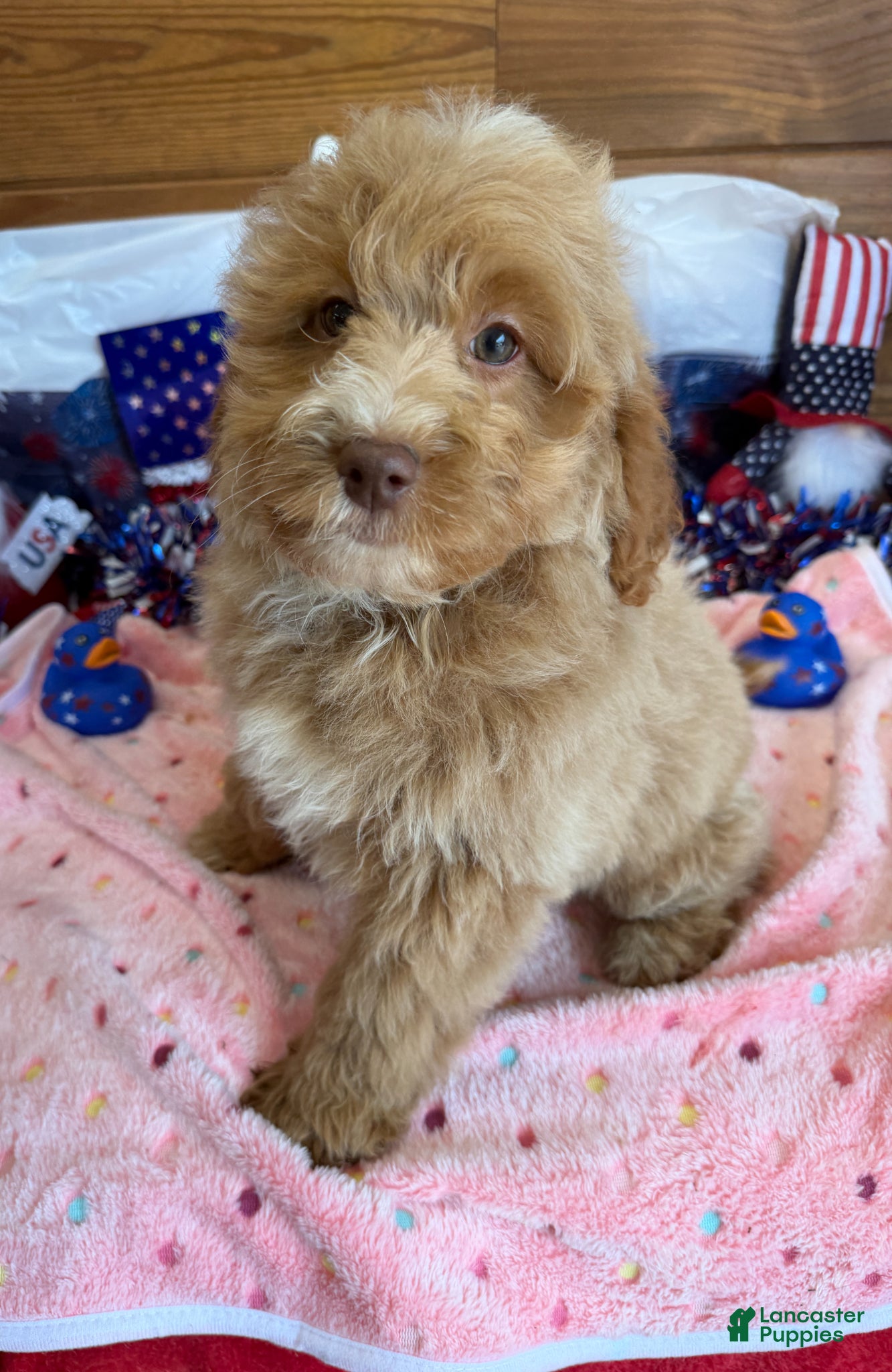 Mini Goldendoodle dogs Grant - Ad 39